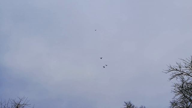 Турецкая такла на посадке смотреть онлайн