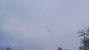 Турецкая такла на посадке