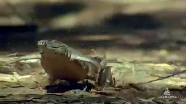 как живут люди и как природа!!!!!стоит задуматся смотреть онлайн