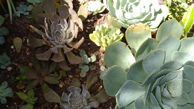 #Atualização do #jardim depois das #chuvas e #replantios смотреть онлайн