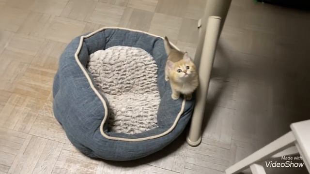 КОТЯТА КОТЯТА 🐱 КАКИЕ ОНИ СТАЛИ 😺МОИ ПИТОМЦЫ КОШКИ И ЛЮБИМЧИК 😻 БАРНИ/ Olga Kirchgessner смотреть онлайн