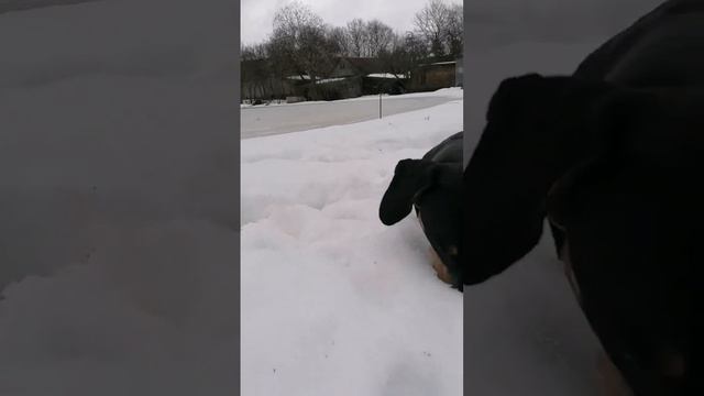 ТАКСА ТУЗИК СТАВЬТЕ ЛАИК СПАСИБО смотреть онлайн