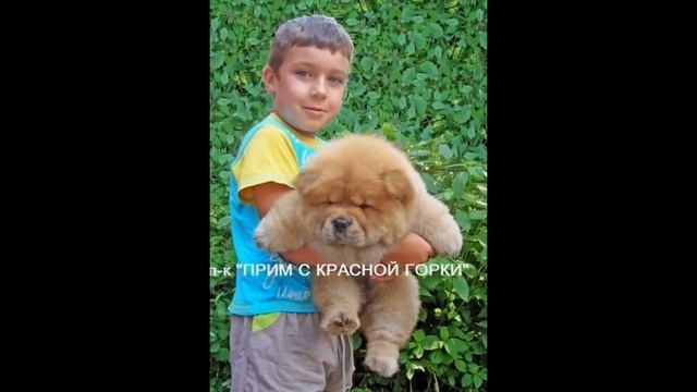 Питомник "ПРИМ с Красной Горки" смотреть онлайн