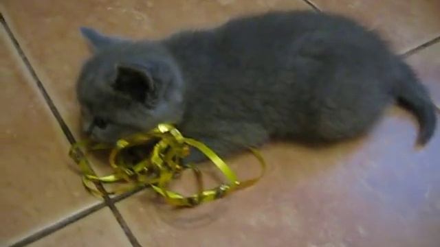 Британские котята - 1,5 месяца.avi смотреть онлайн
