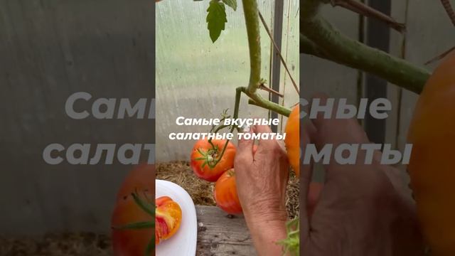 Бурракерские любимцы- самый вкусный салатный томат смотреть онлайн