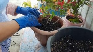 ДИПЛАДЕНИЯ УХОД, ПЕРЕСАДКА, ПОДГОТОВКА К ЗИМЕ