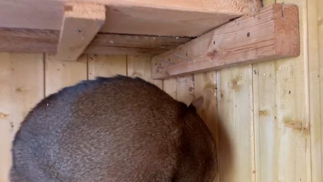 ПРЕВРАТИЛИ САРАЙ В ЛЕТНИЙ ДОМ ДЛЯ КОТОВ | ЛЯПОТА ТВ НОВЫЕ СЕРИИ