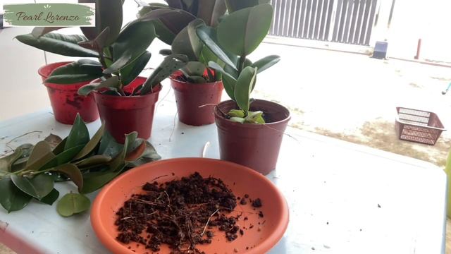 Single Node Proven To Have Growth Five Times #rubberplants смотреть онлайн