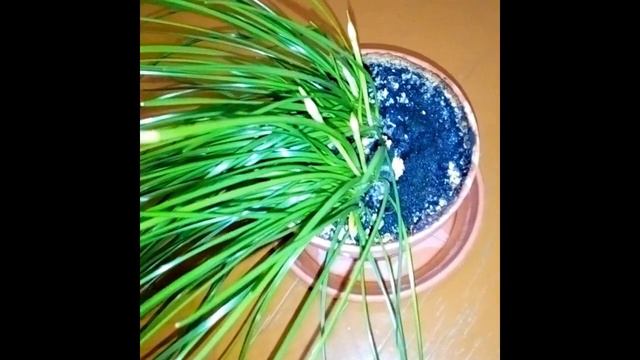 MIX Выскочка цветет (Зефирантес) смотреть онлайн