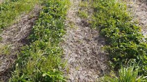 Гербицид Фюзилад по клубнике.