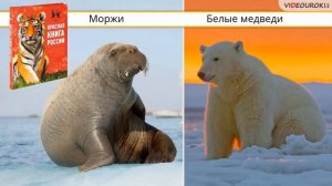 Где живут белые медведи