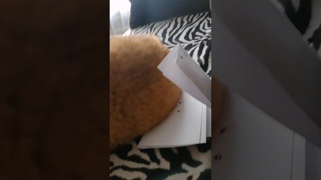 это была поэтка самая лучшая для рыжика. рыжик познакомился с 1 дядей ещё они стали лучшими