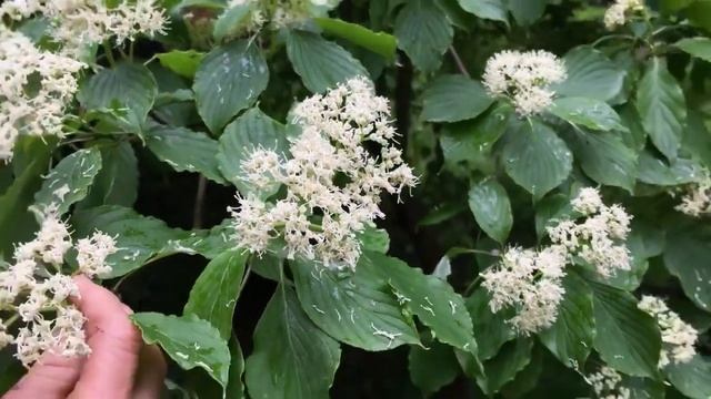 Cornus Alternifolia: An Unusual (Pagoda) Dogwood Tree