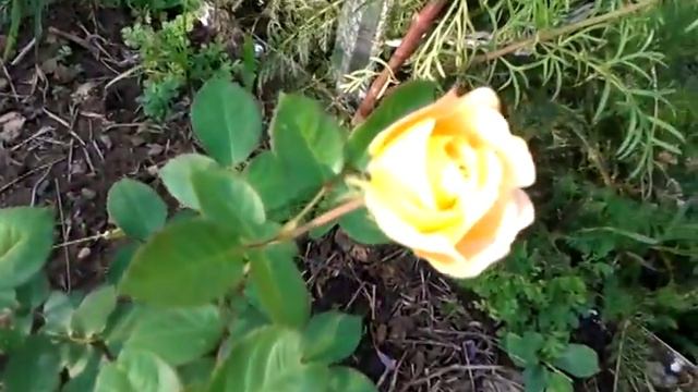 Д20140819 181827 смотреть онлайн