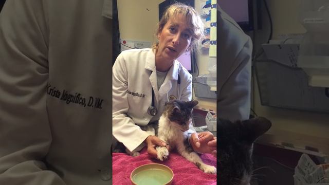 Older Cat with Overgrown Nails and Infection смотреть онлайн