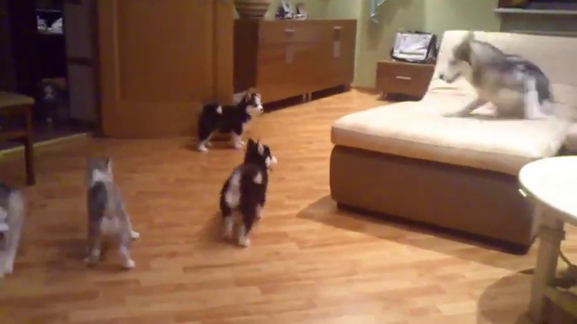 Веселая хаски-мама!))) смотреть онлайн