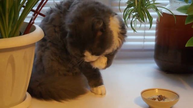 кошка ест суп