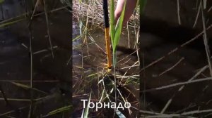 Расчистка берега от камыша