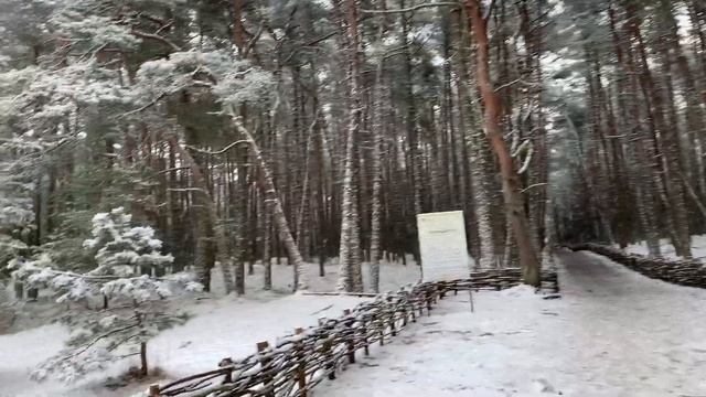 Куршская Коса зимой / Танцующий лес смотреть онлайн