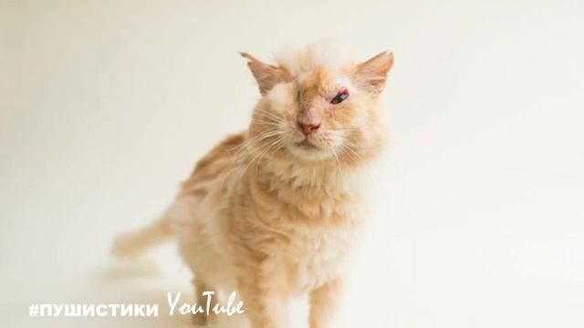 Котика облили кислотой, жестокий ветеринар хотел его усыпить, но он родился под счастливой звездой смотреть онлайн