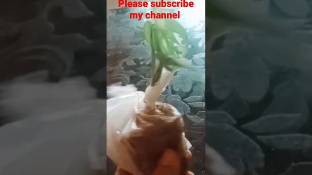 little jungle philodendron plant #shortvideo # online shopping 🛒🛍️ filpkart смотреть онлайн