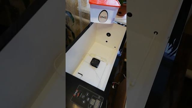 Инкубатор Блиц 48 и OVO 78 смотреть онлайн