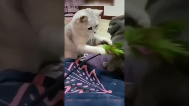 НЕЧЕГО НЕ ПРЕДВЕЩАЛО БЕДЫ! КОТ БЬЕТ КОТА смотреть онлайн