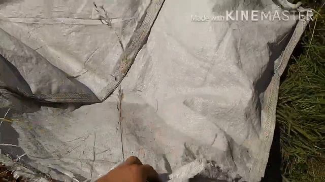 Вожу солому скутером ! смотреть онлайн