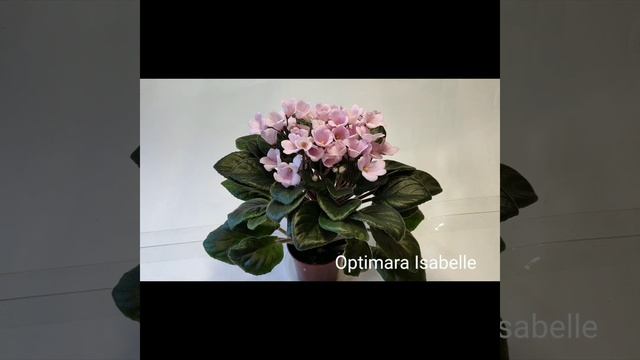 Optimara Ever Love, Optimara Isabelle, Optimara Anabelle.