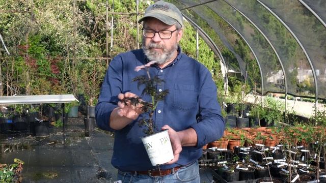 Sambucus nigra 'SNR1292' - Laced Up purple columnar elderberry смотреть онлайн