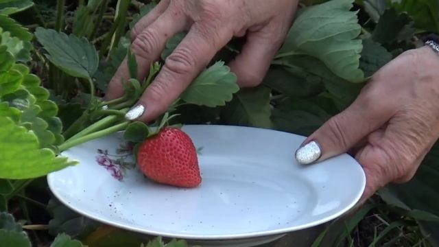 Вкуснейшая садовая земляника РУБИНО ЧИВ смотреть онлайн