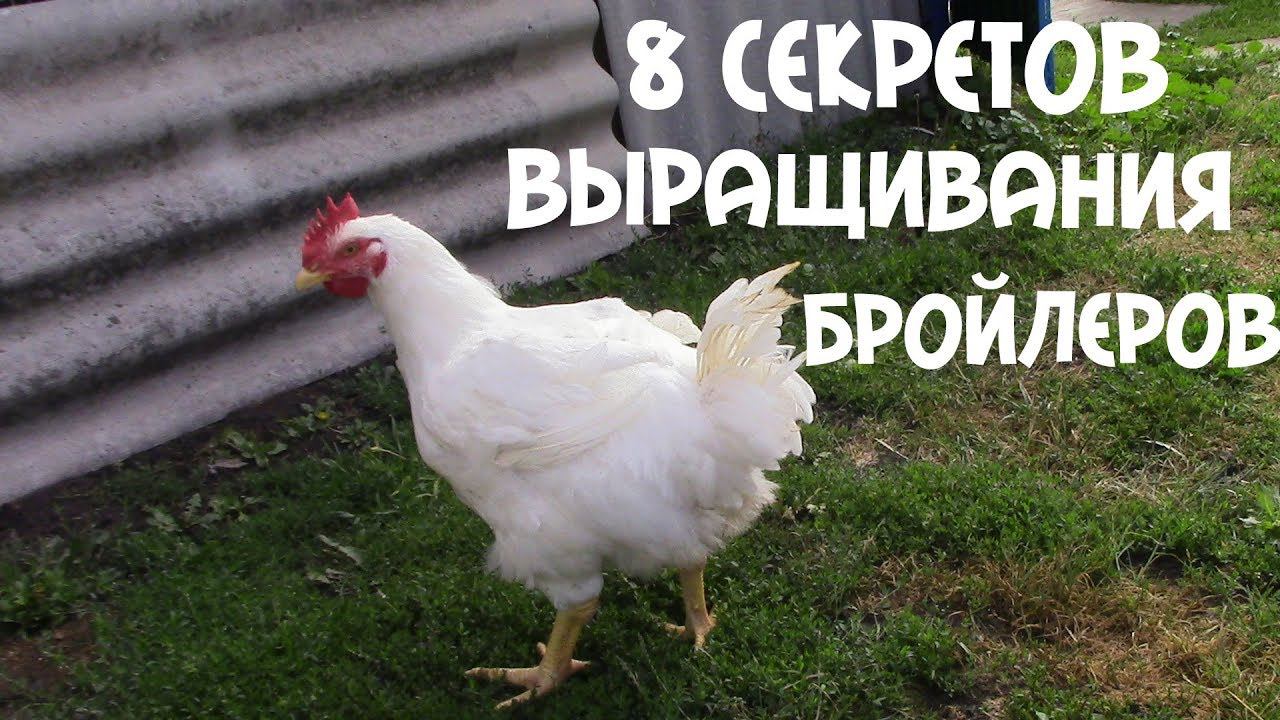 8 СЕКРЕТОВ ВЫРАЩИВАНИЯ КРУПНОГО ЗДОРОВОГО БРОЙЛЕРА смотреть онлайн