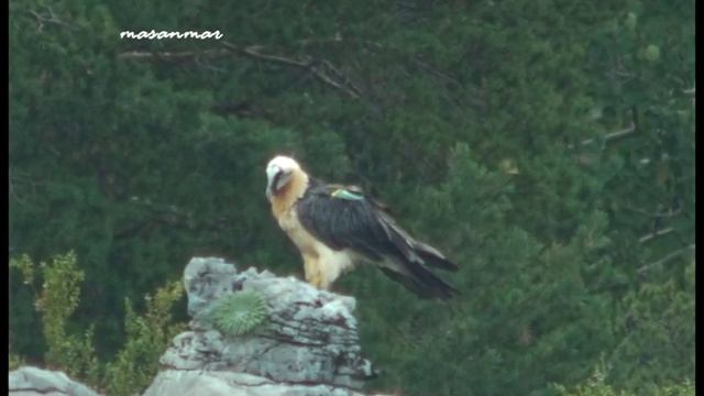 Quebrantahuesos. Gypaetus barbatus. Huesca. Septiembre 2009 смотреть онлайн