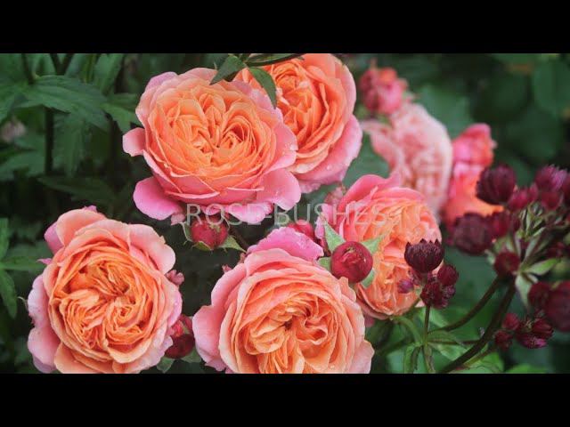 Mary Ann. Мэри ЭннГруппа: Флорибунда (Floribunda) rosebushes.ru ЛПХ "РОЗЫ БУШЕС" смотреть онлайн