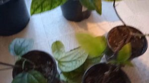 Клеродендрум. Как заставить его цвести?