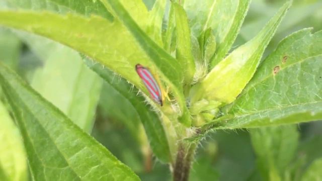 Leafhopper Bioluminescence смотреть онлайн