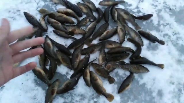 Зимняя рыбалка на ротана. Первый день зимы. Глубина метр. На небольшом озере. Правда без крепление. смотреть онлайн
