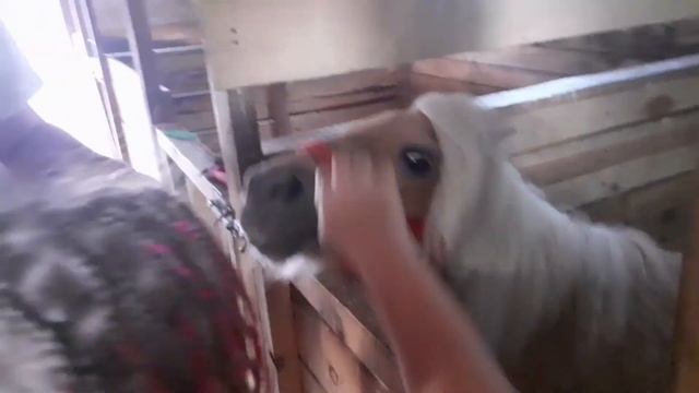 Поняшки ?и ослик!Какие они милые!#пони#ослик#Курган#ЦПКиО#отдых#семья#прогулка#выходные#животные смотреть онлайн