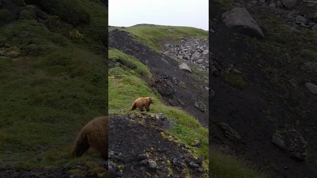 Бурый медведь - царь тундры? Brown #bear #shorts смотреть онлайн