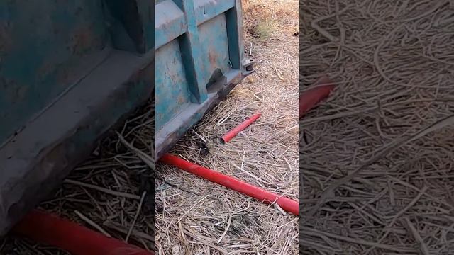 Щенок нёс крысу для своей сестренки 🥺 История Ники и Джоя. Все будет хорошо! смотреть онлайн