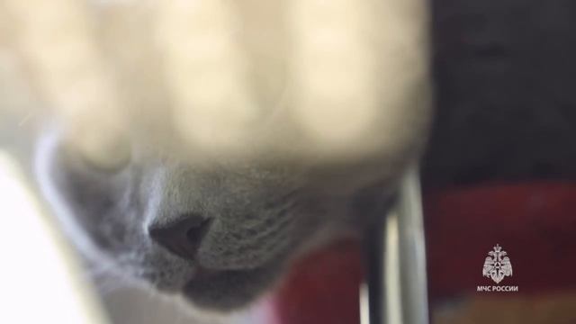 МЧС ВЛОГ | ВСЕМИРНЫЙ ДЕНЬ КОШЕК смотреть онлайн