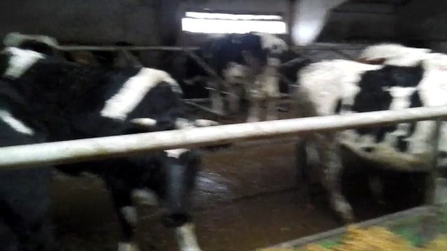 Голодные Черно-Пестрые коровы +7 965 617 60 05 Звоните! смотреть онлайн
