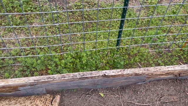 ☔️ Rainy April Day: Cut Flower Garden Update April 2022 ☔️ смотреть онлайн