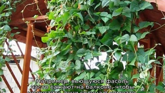 Декоративная фасоль