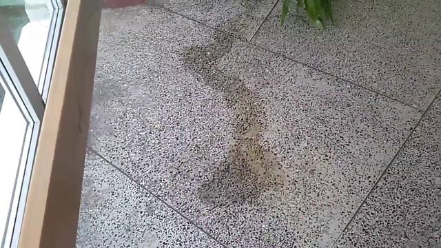 Саки в школе (прикол) смотреть онлайн