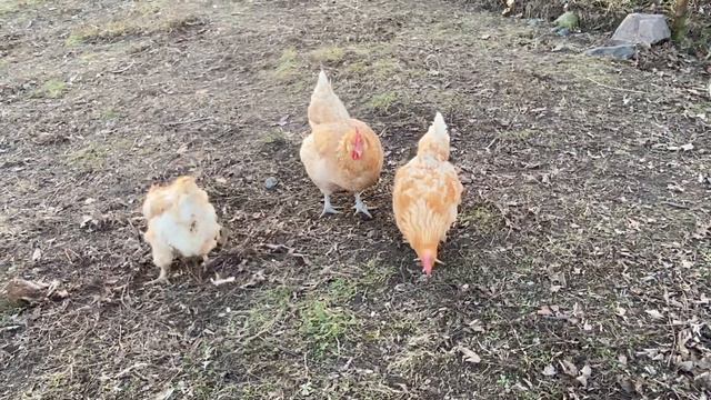 19 января 2023 г//Куры пошли на пастбище//Куры Мини мясные Украина