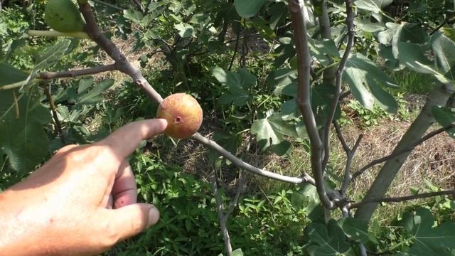 Инжир 2 я бреба,Даго и Русский Богатырь смотреть онлайн