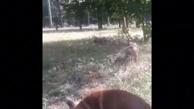 Французкий бульдог щенки смотреть онлайн