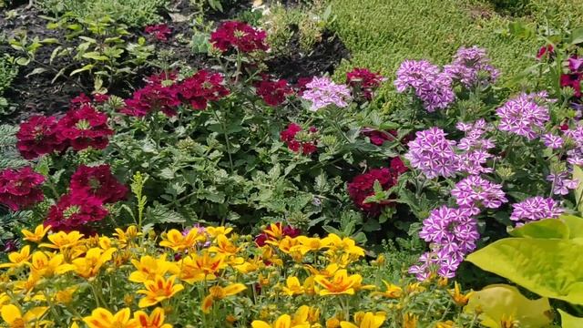 Вы его точно полюбите! БИДЕНС украсит ваш цветник.