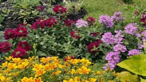 Вы его точно полюбите! БИДЕНС украсит ваш цветник.